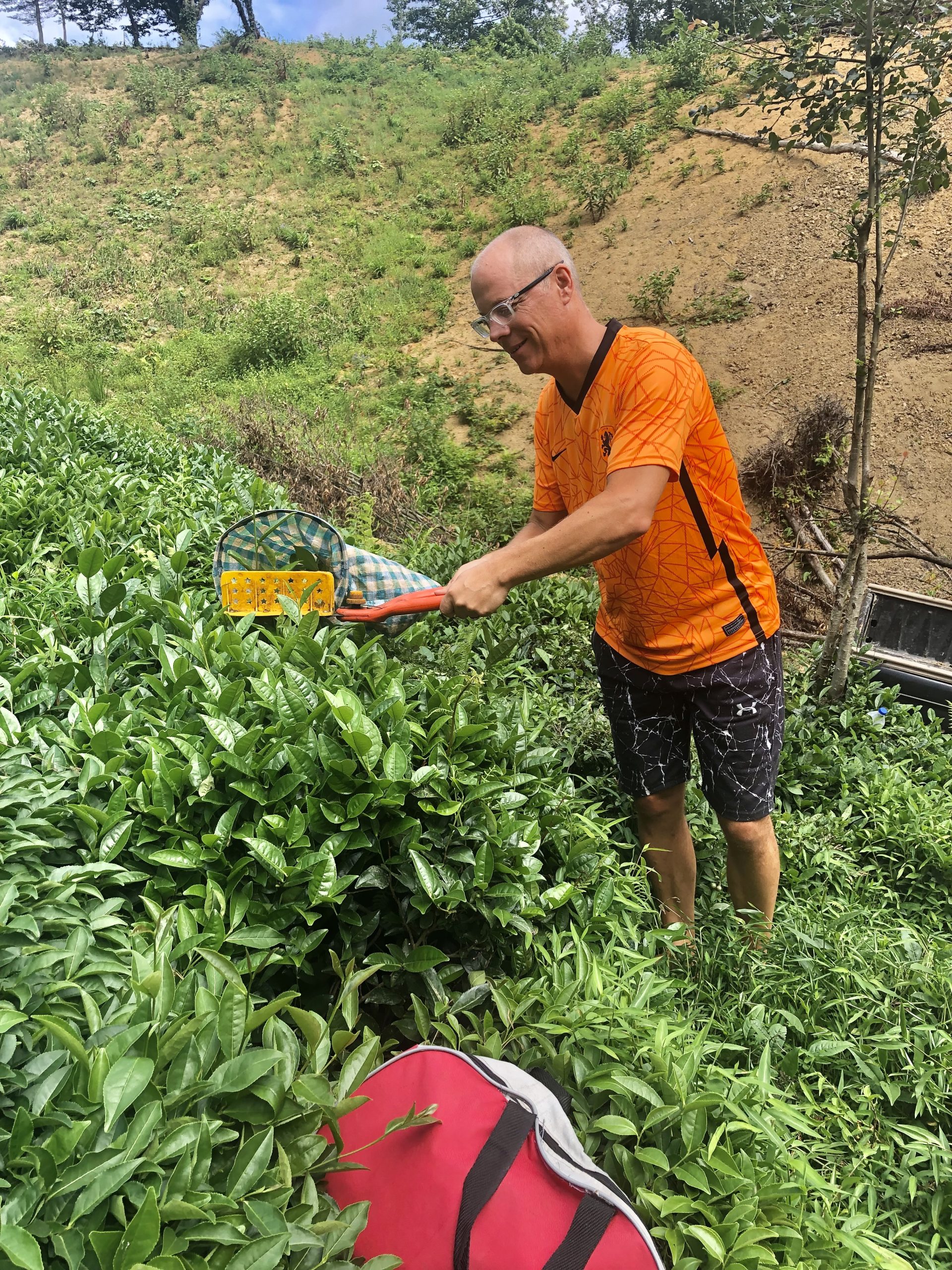 Teeplantage Bei Artvin