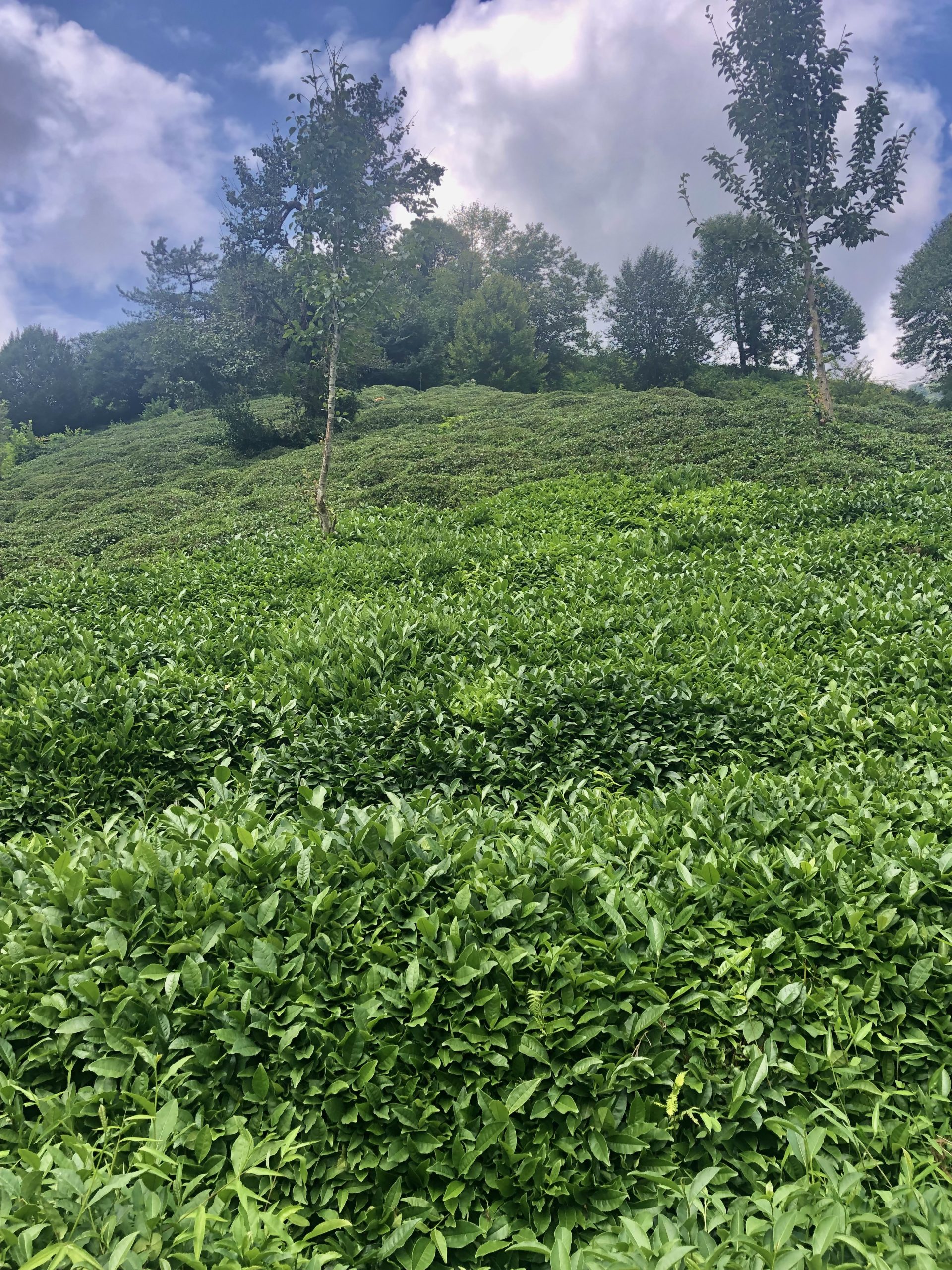 Teeplantage Bei Artvin