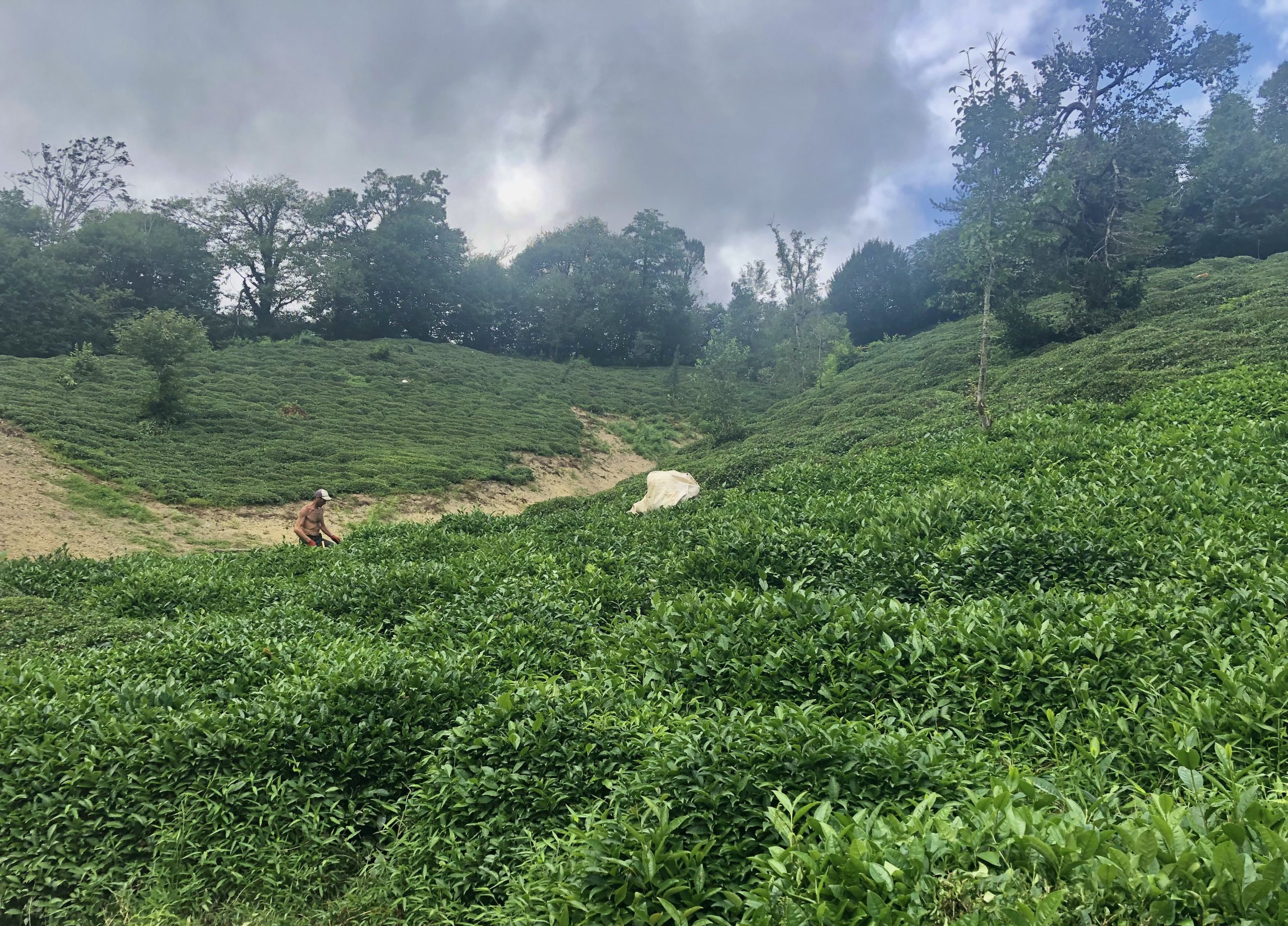 Teeplantage Bei Artvin