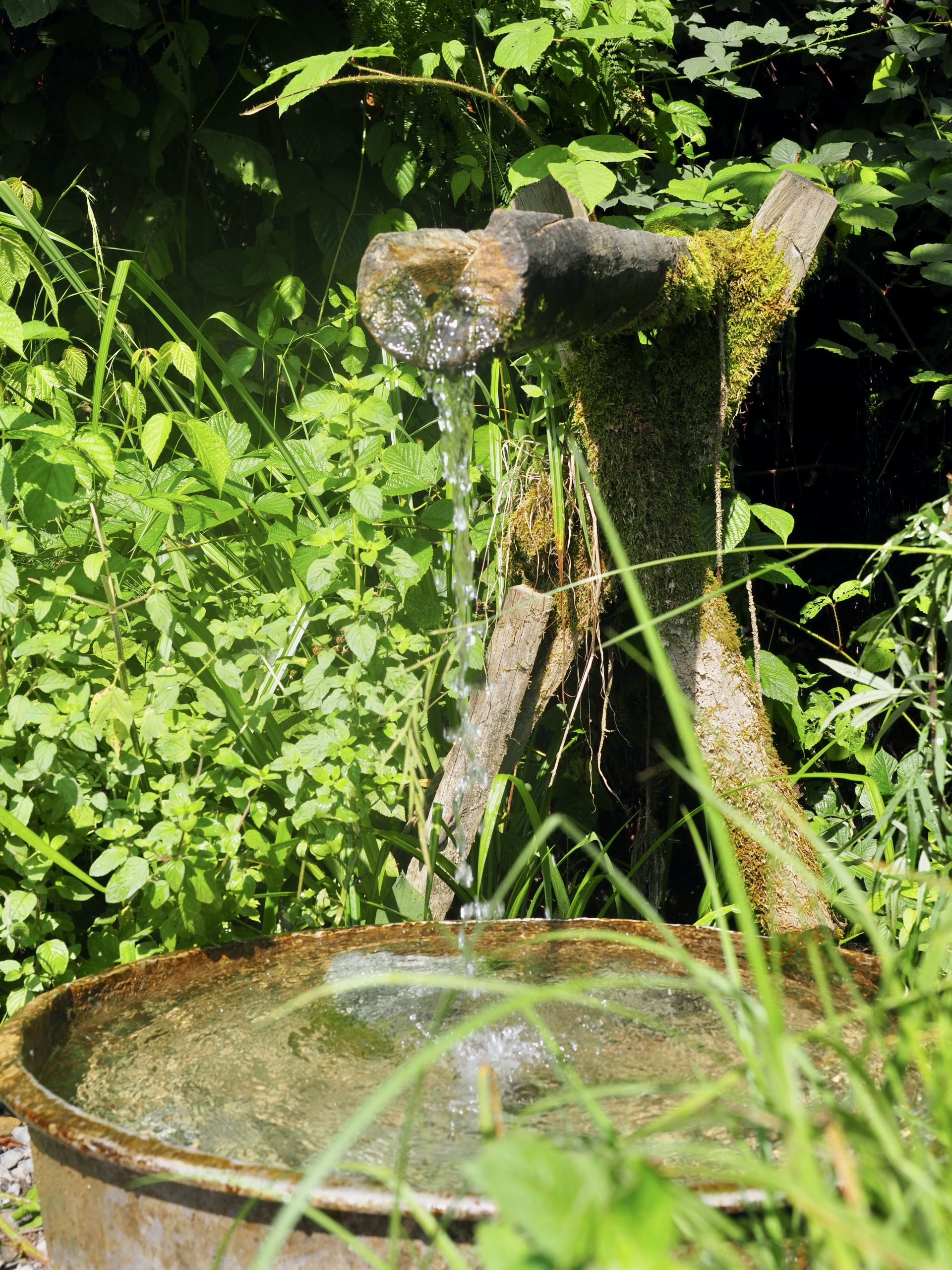 Teeplantage Bei Artvin