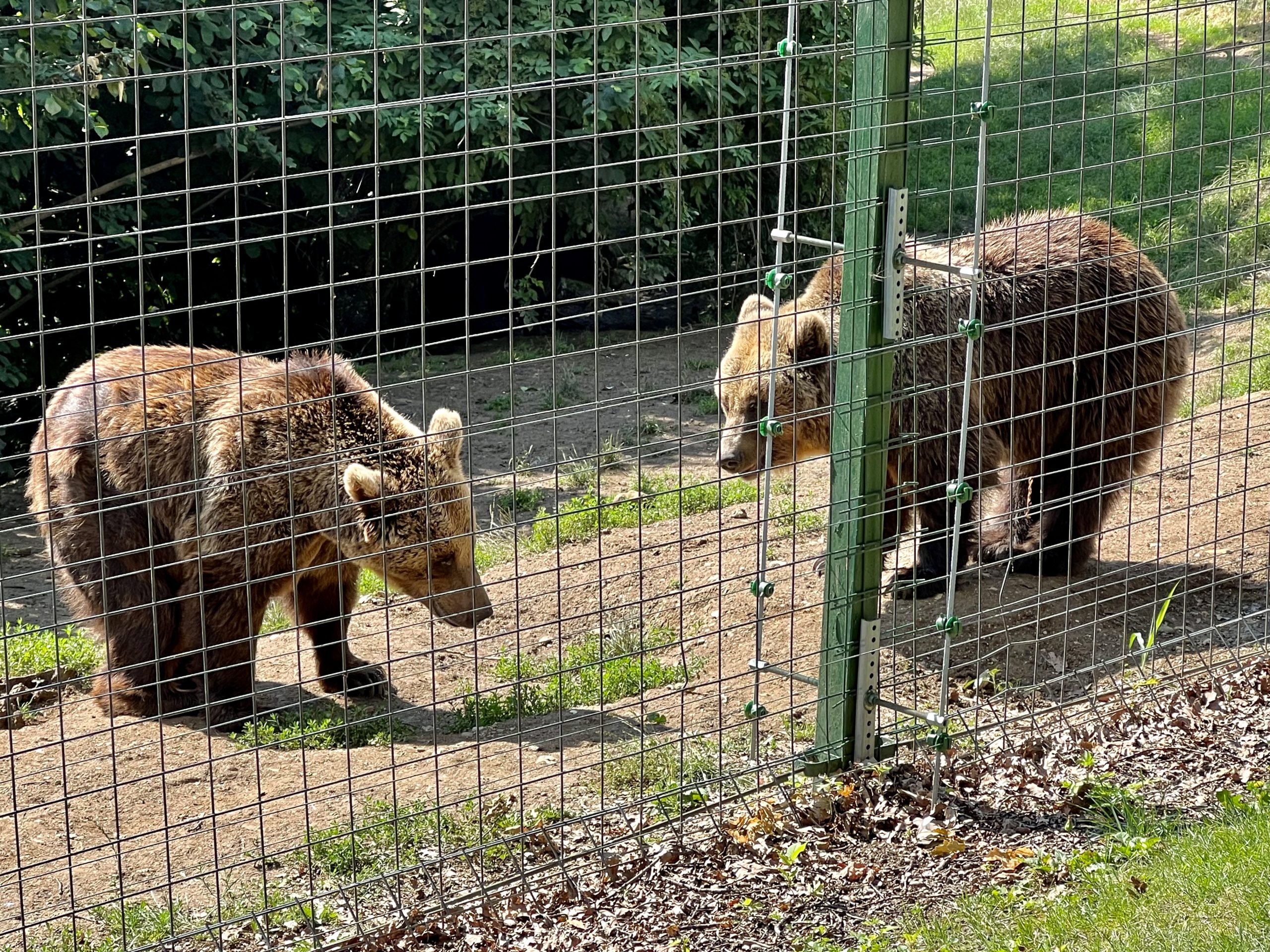 Bärenreservat Zarnesti