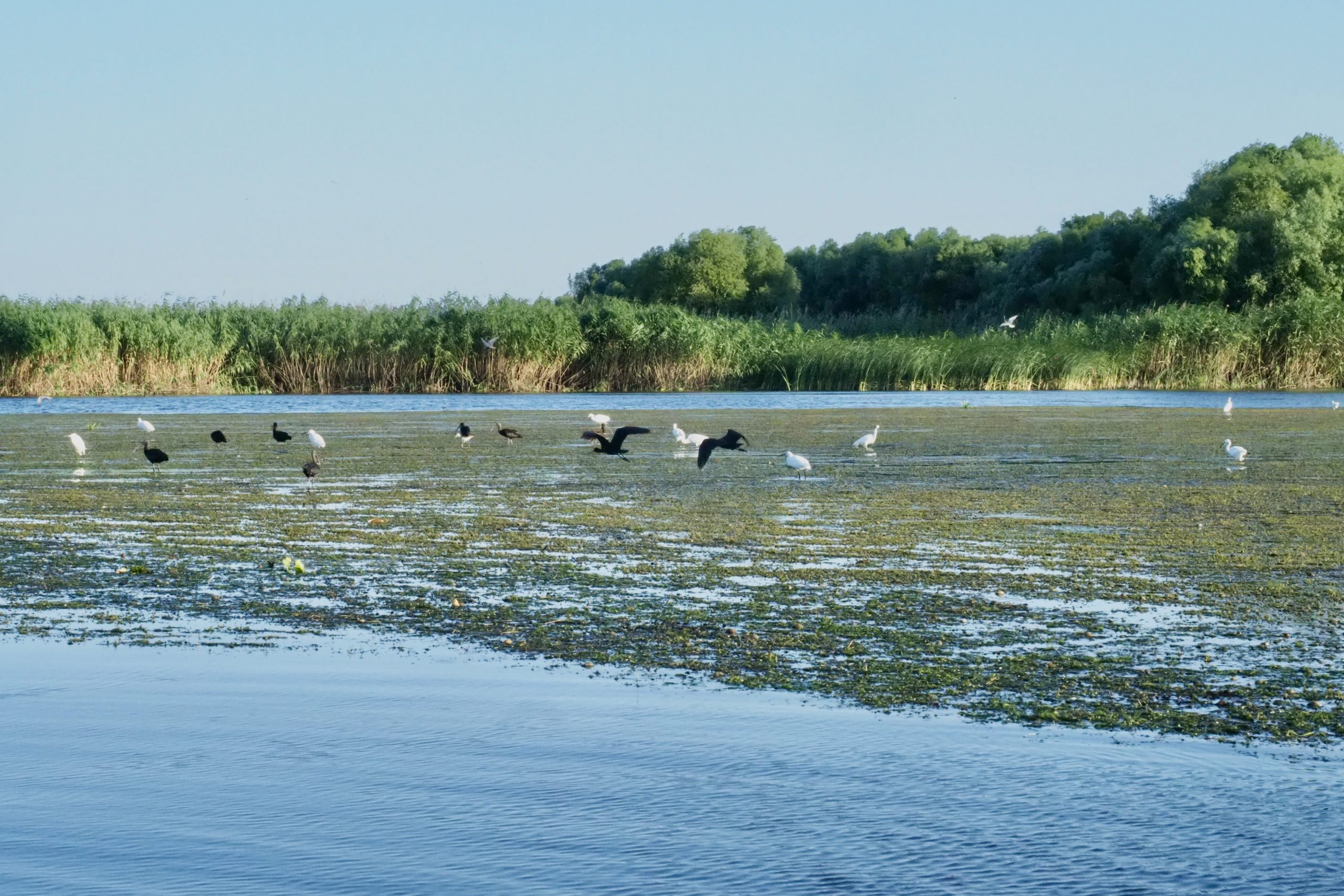 Donaudelta