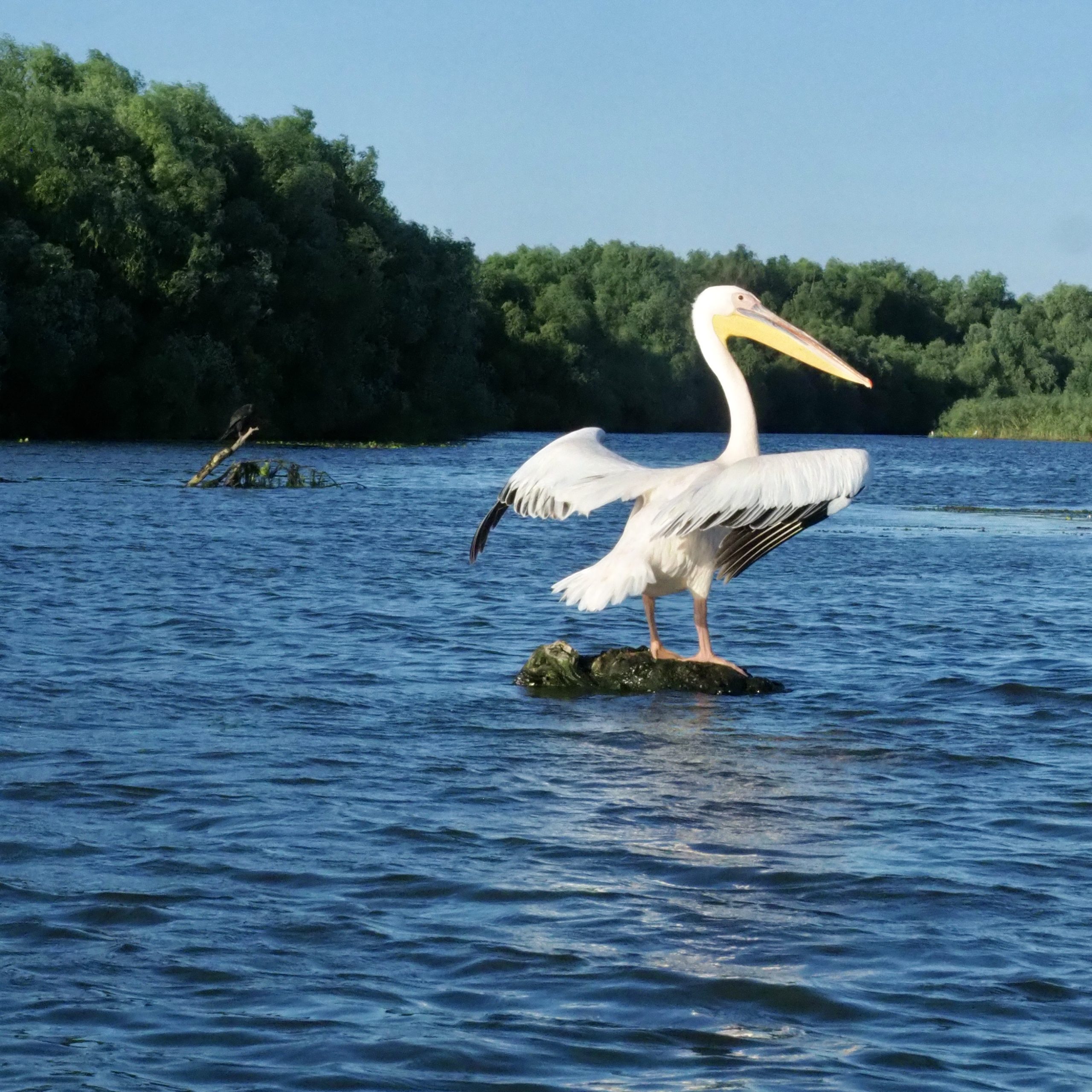 Donaudelta