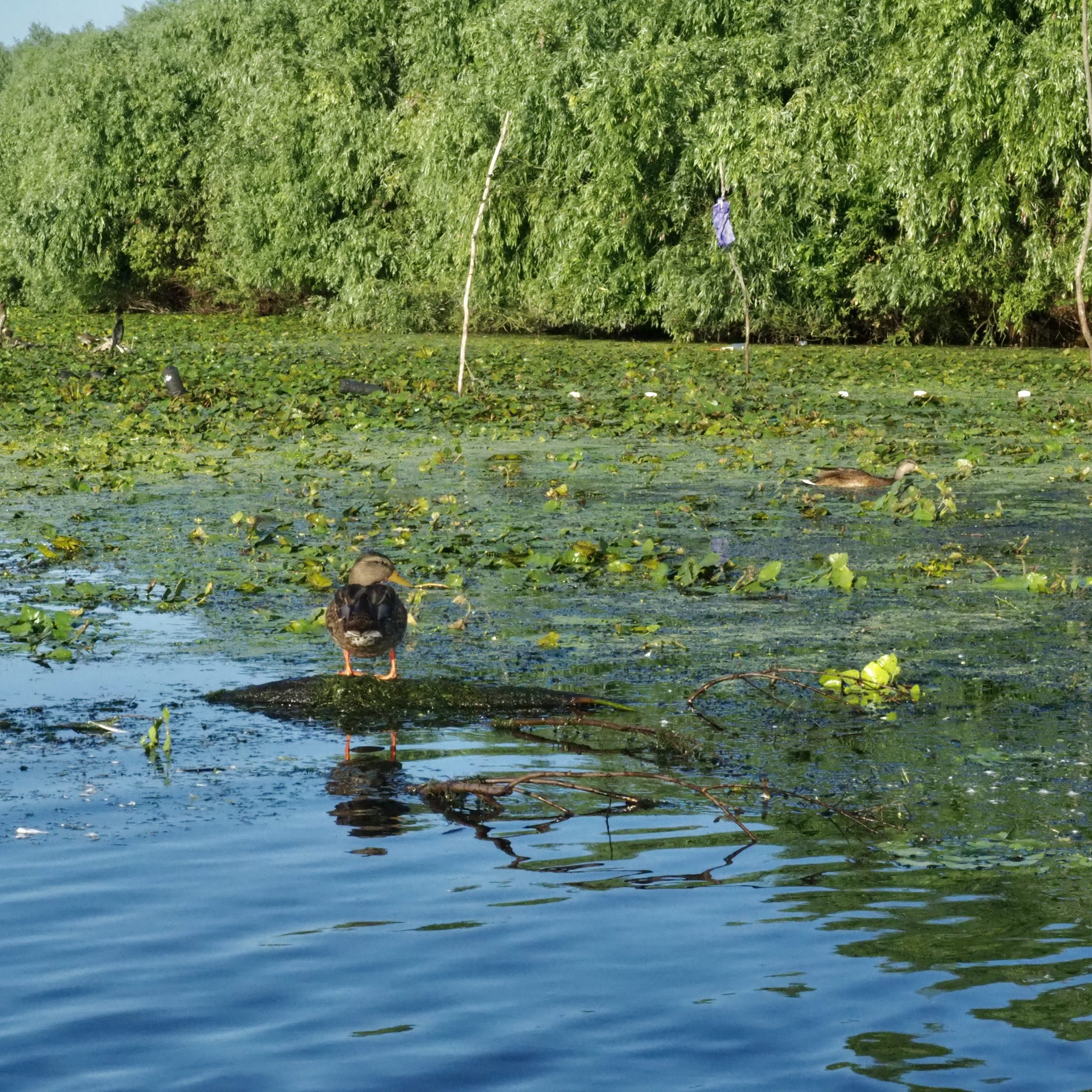 Donaudelta