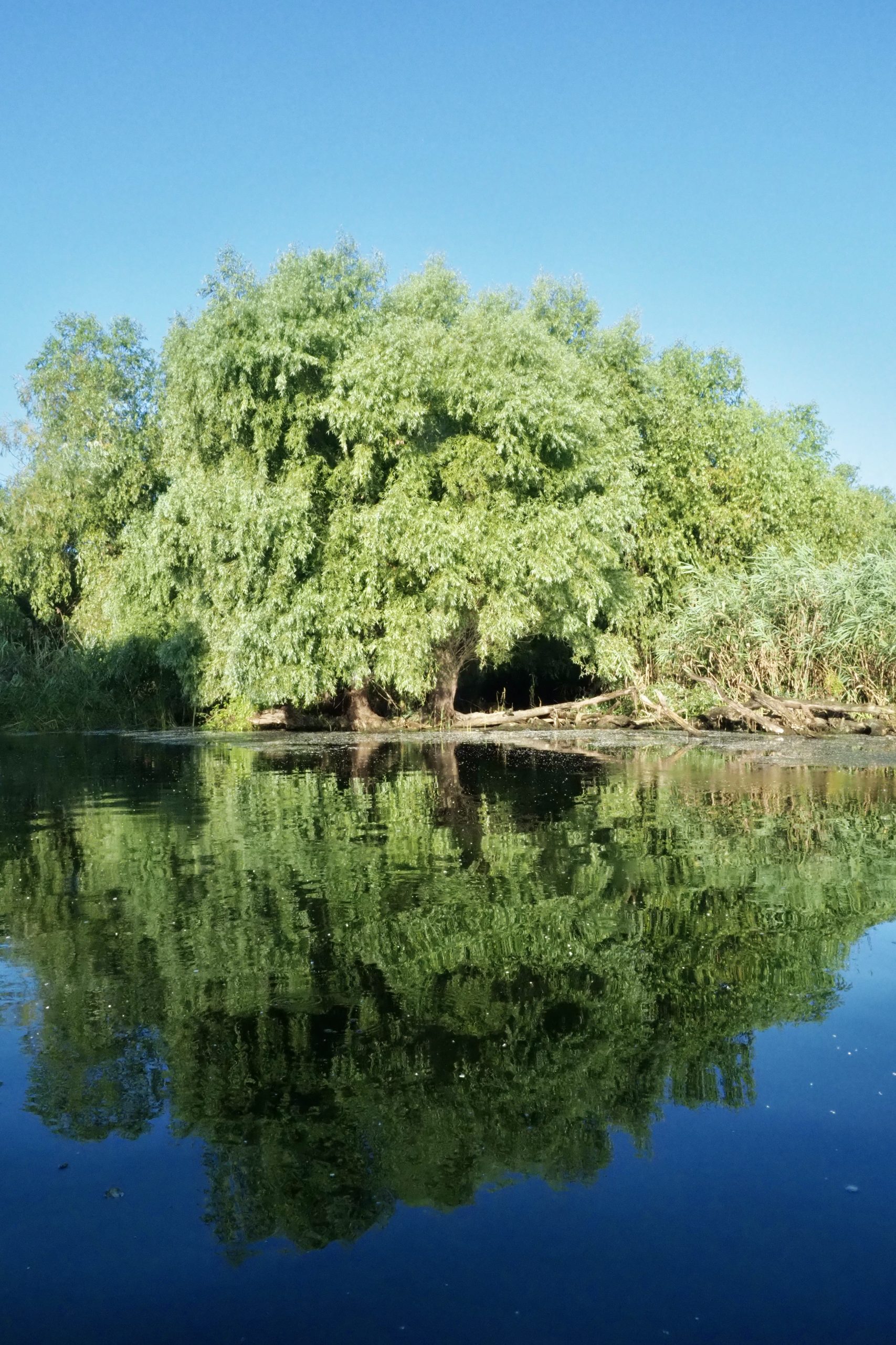 Donaudelta