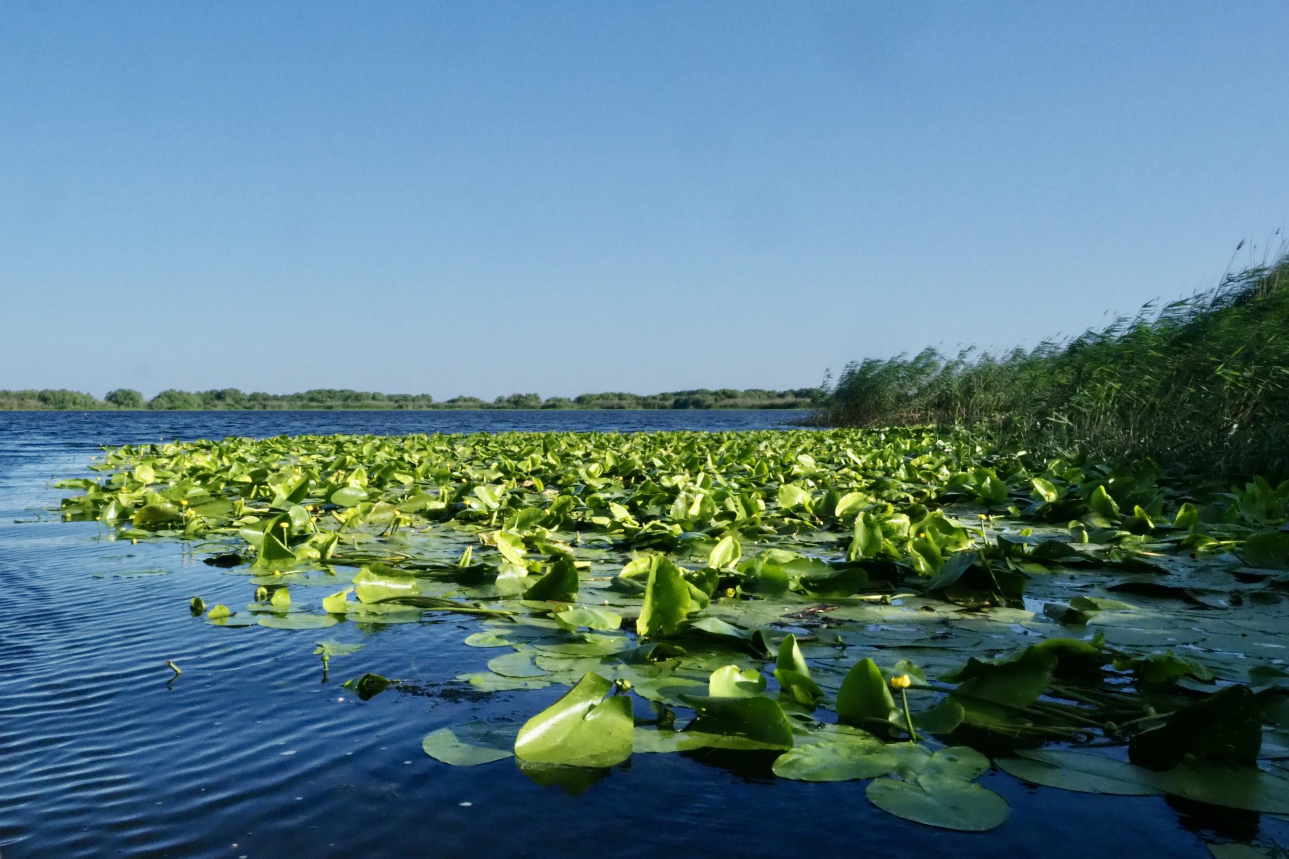 Donaudelta