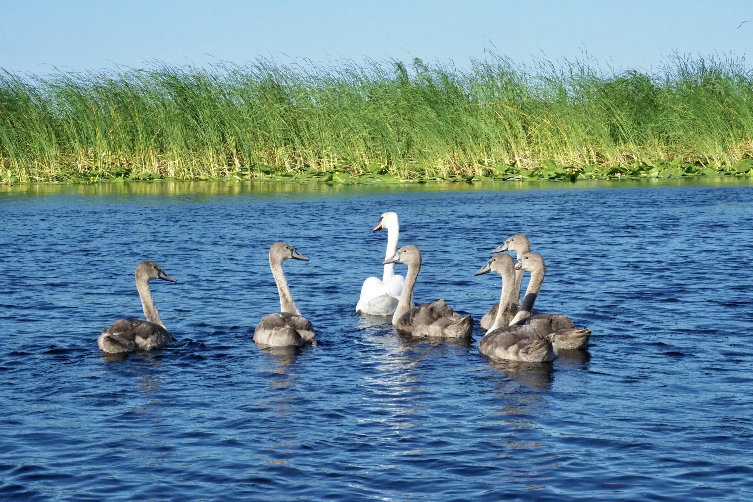 Donaudelta