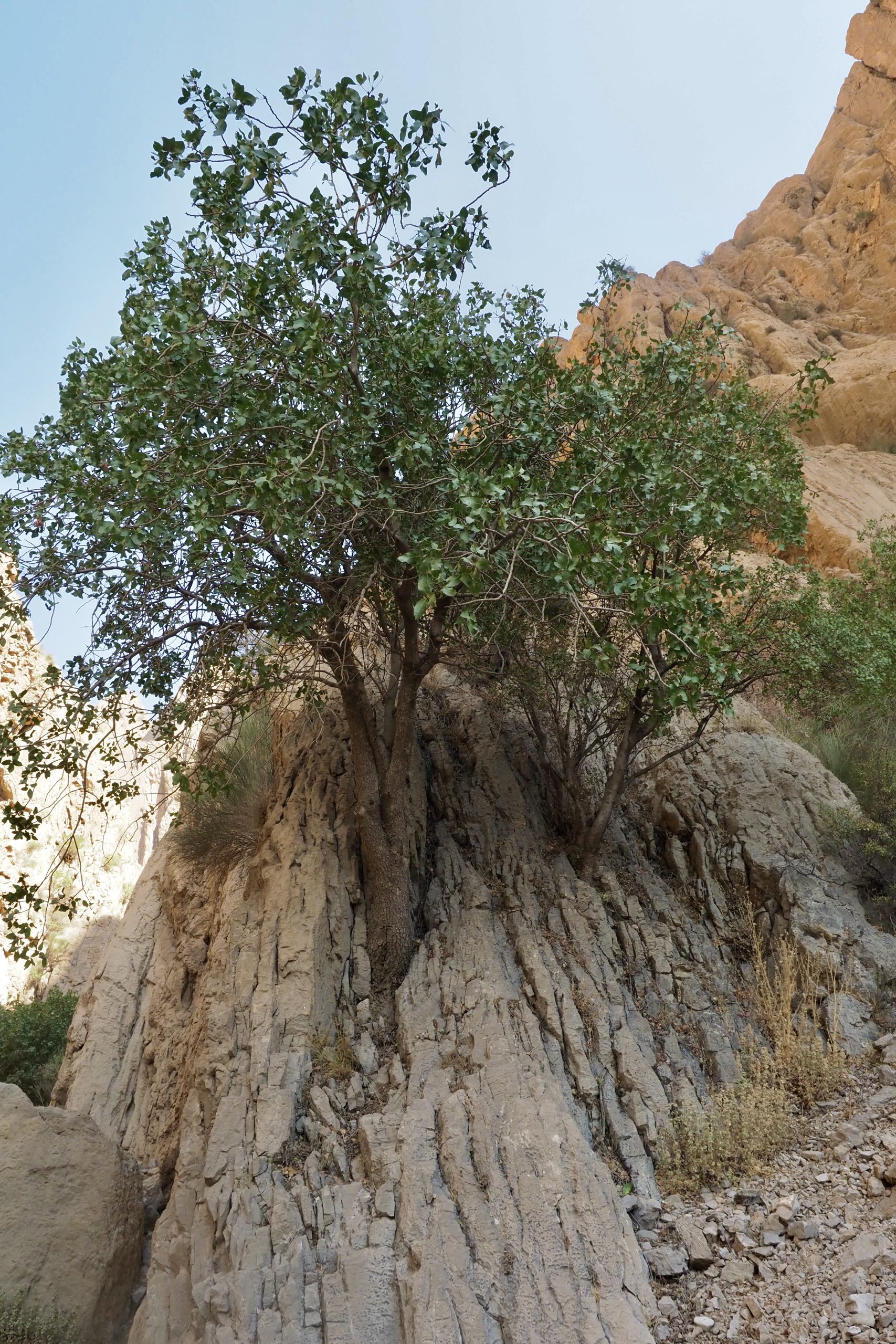 Zaman Bag & Canyon