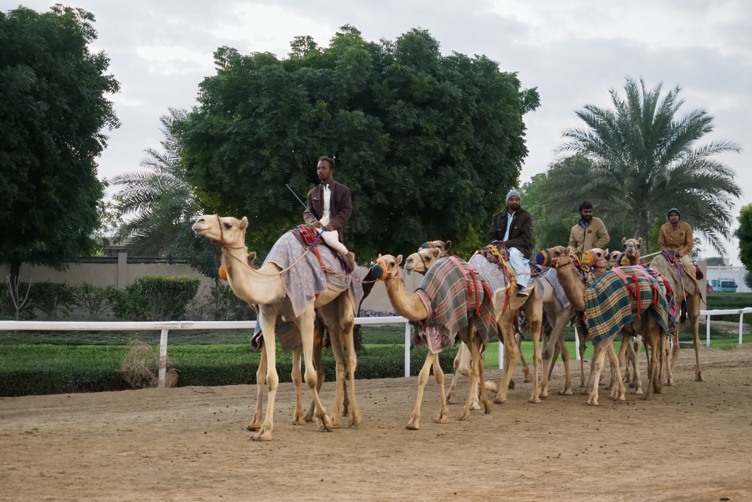 Arabische Emirate/ Dubai Camel Racing Club