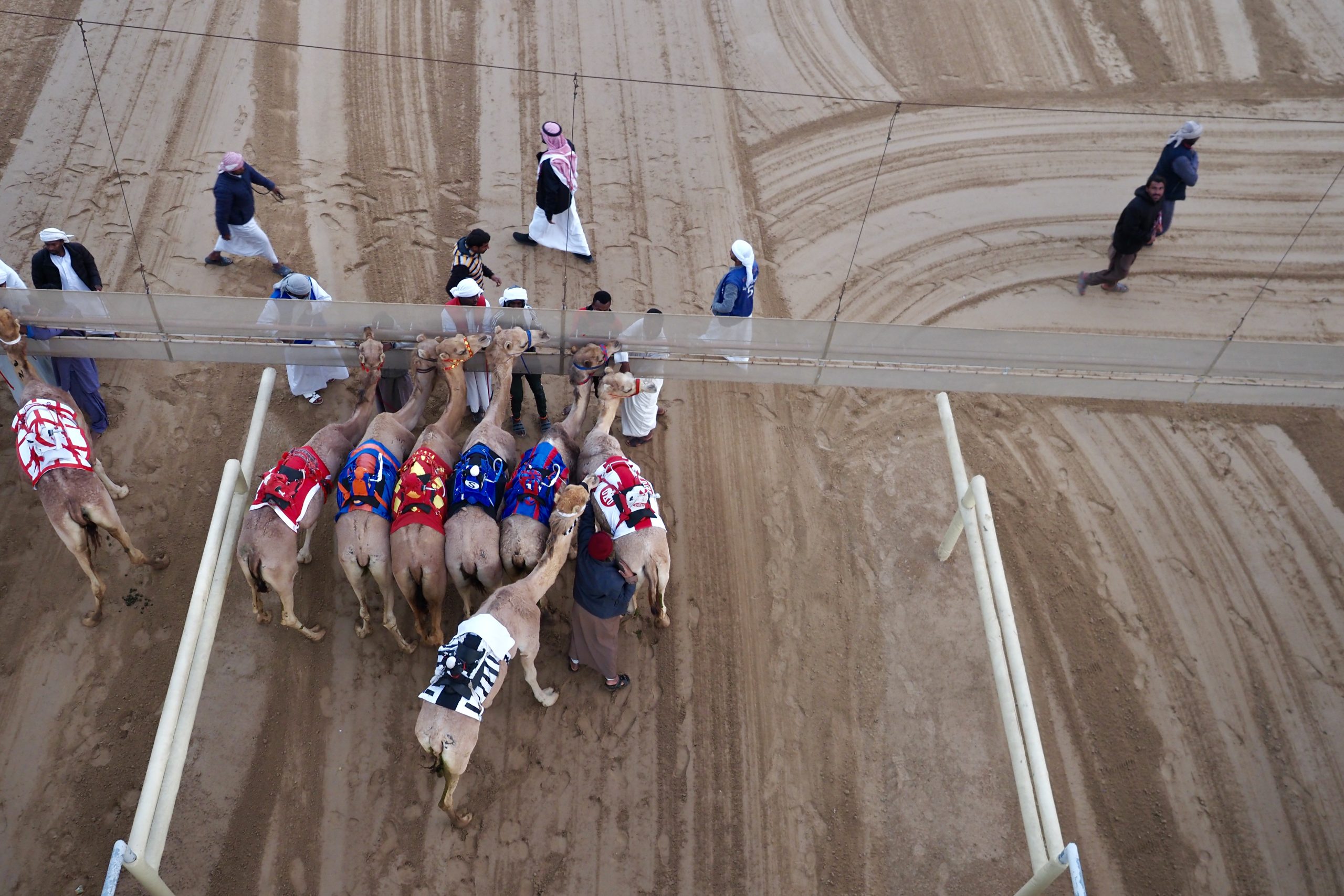 Arabische Emirate/ Dubai Camel Racing Club