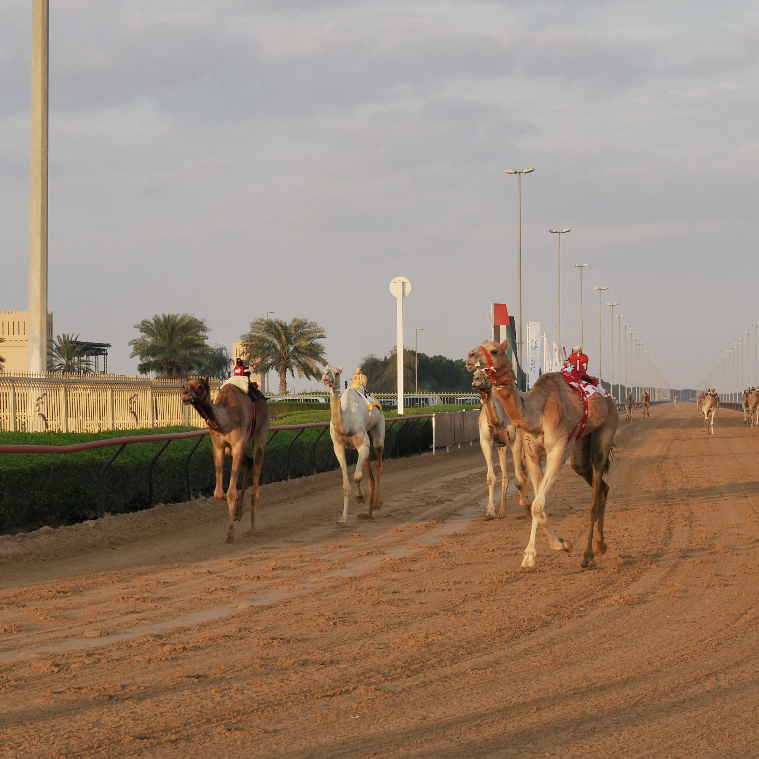 Arabische Emirate/ Dubai Camel Racing Club