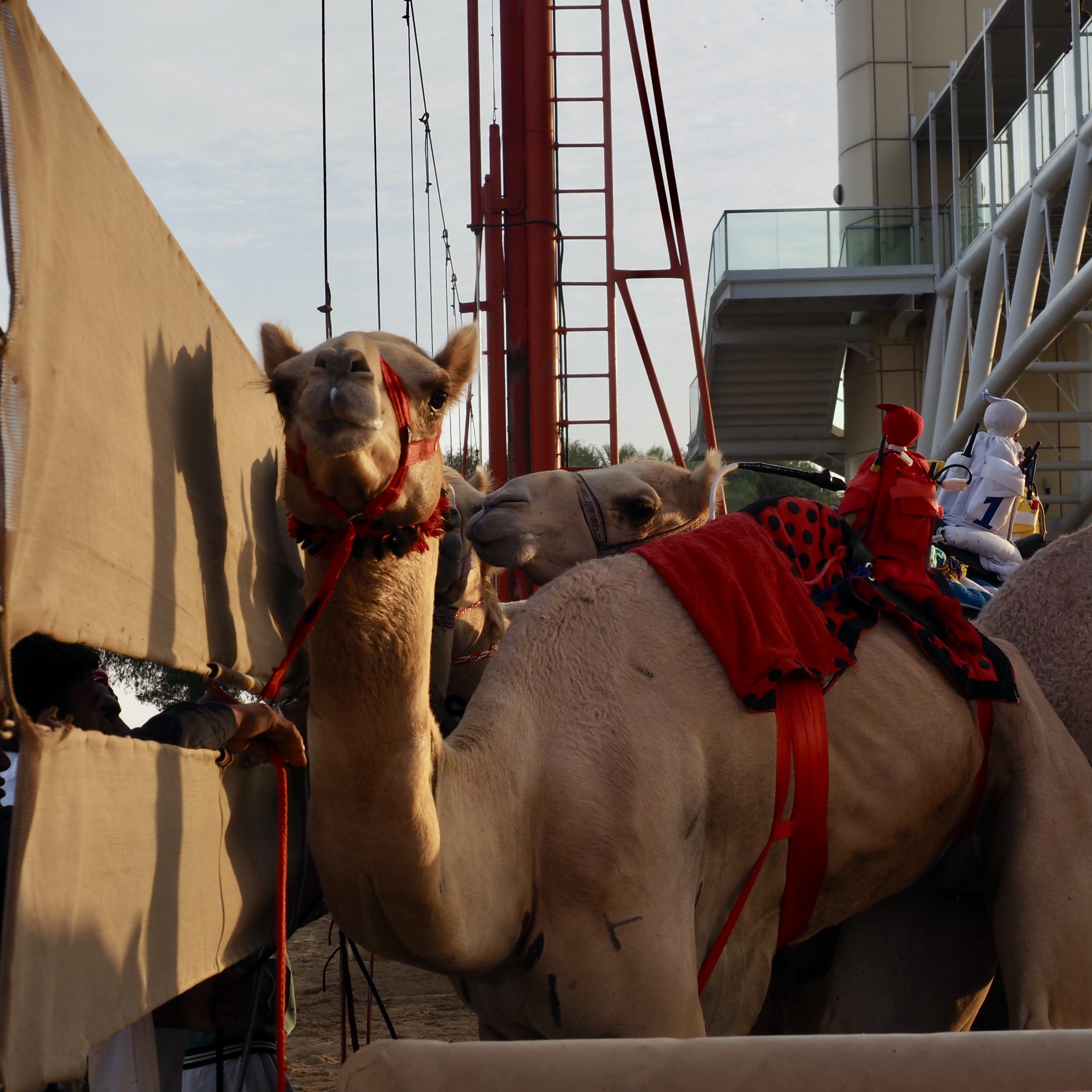 Arabische Emirate/ Dubai Camel Racing Club