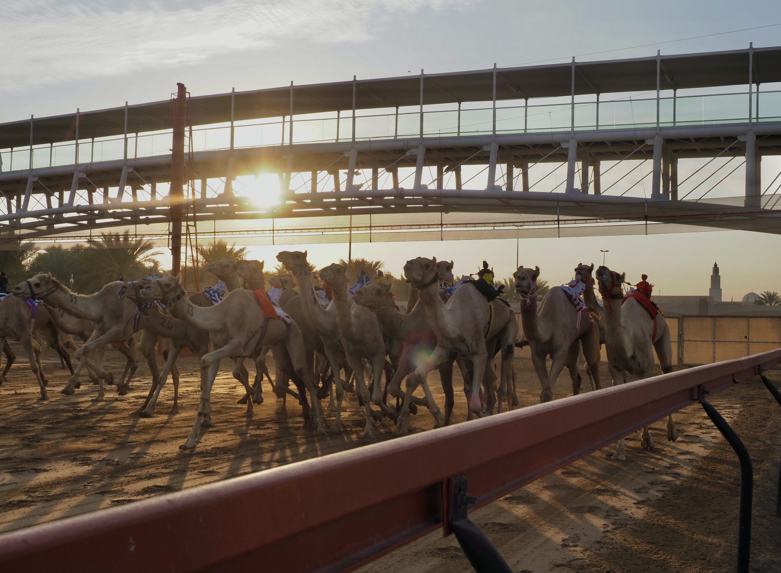 Arabische Emirate/ Dubai Camel Racing Club